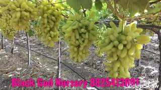 how to grow grapes  seedlessgrapes [upl. by Dlaner]