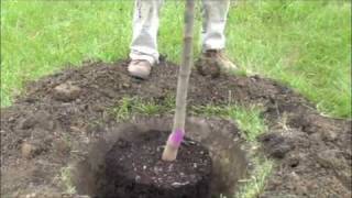 How to plant a potted tree [upl. by Oicaroh]