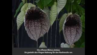 Aristolochia grandiflora [upl. by Htial]