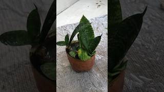 Indoorplants youtubeshorts indoorplants beginners plants gardening yt trending tree [upl. by Aztirak]