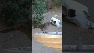 California Towhee🐦Evening Visit californiatowhee [upl. by Alansen730]