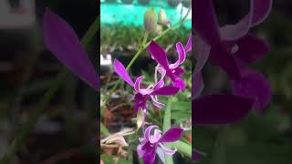 Compactum Flower or Bud Plant New COMPO orchidnursery onlinesale najisworld shortsvideo [upl. by Eelaras]