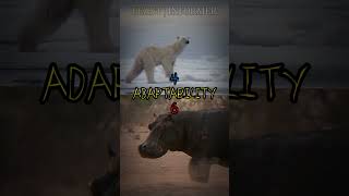 Hippo Vs Polar Bear BeastInformer Bear hippo Vs animals [upl. by Yelad]