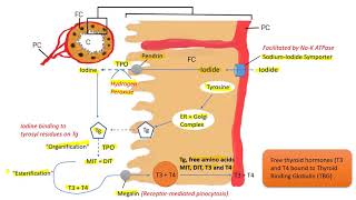 Thyroid Hormone Synthesis Endocrine Pathophysiology [upl. by Dorkas]