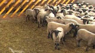 Farma ovaca u Austriji  U nasem ataru 368wmv [upl. by Quiteris]