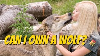 CZECHOSLOVAKIAN WOLFDOG  Should you get one [upl. by Pickett510]