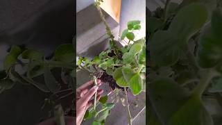 Ajwain Plant can be easily to grow by cutting mygarden gardening gardeningwithsunita garden [upl. by Eoin]