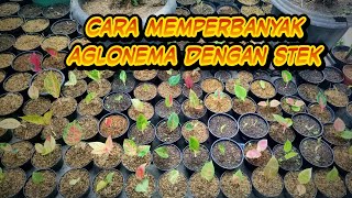 Aglonema cara memperbanyakAde Aryzona [upl. by Anrahc]