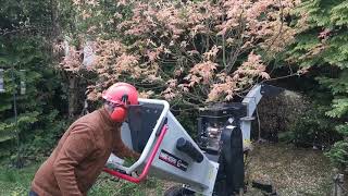 Coneffers vs rambo hc15 pro 150mm wood chipper [upl. by Ecille481]