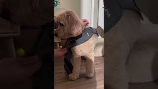 Fight the summer scaries with our ThunderShirt ASMR Help your dog stay calm during thunderstorms a [upl. by Ahseym]