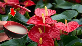 Just 1 Cup Weak Anthurium Suddenly Buds And Blooms More Than Ever [upl. by Jarib]