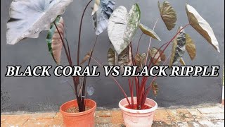 PLANTS Black Coral Vs Black Ripple [upl. by Aicsile]