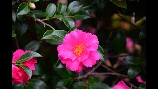 Sasanqua Camellias [upl. by Anaira444]