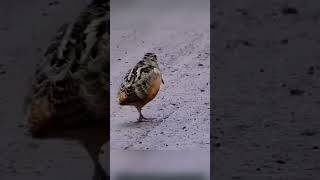 American woodcockअमेरिकी वुडकॉकSultanpur Bird Sanctuary🦩 [upl. by Acisey830]