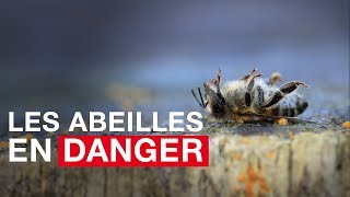 Les abeilles en danger [upl. by Nyliram]