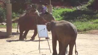 The Truth about Elephant Paintings [upl. by Manoop]