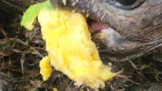 Giant tortoise eating mango close up [upl. by Peri]