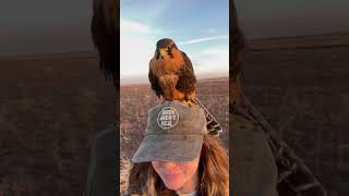 Falconer Walks with Begging Falcon After Day in Field [upl. by Ramar345]