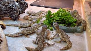 Elevages Lisard 2020 Uromastyx aegyptia babies eating greens [upl. by Yorgos31]