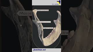 Anatomy of Lower Jaw Mandible dentist AnatomylowerJawMandibleDental [upl. by Ulysses]