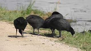 Redknobbed Coots out of the water [upl. by Llemart]