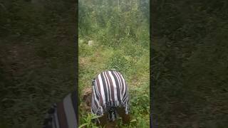 Ebira hardworking men harvesting yams in a local village farm  yam harvesting agriculture youtube [upl. by Alida465]