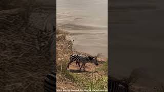 A zebra gravely injured collapses by the lake as a crocodile waits nearby PredatorVsPrey [upl. by Felicity450]