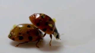 Parasitic fungus Hesperomyces virescens on Harmonia axyridis asian ladybird [upl. by Jerry129]