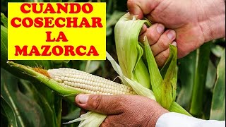 CUANDO COSECHAR LA MAZORCA  CULTIVO DE MAIZ  AGRONOMICA  CULTIVO EXITOSO [upl. by Kronick]