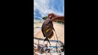 Surgeonfish low price in sibale island handline fishing 4K [upl. by Nievelt118]