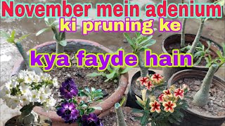 November mein adenium ki prone ke kya fayde hain [upl. by Cirala]