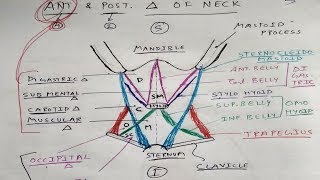 Anterior and Posterior Triangle of Neck  Head and Neck Anatomy  TCML Anatomy [upl. by Ahseim]