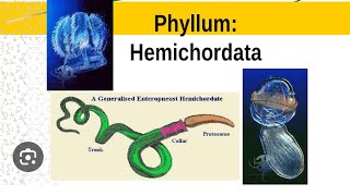 HEMICHORDATA characteristics amp classification phylum HEMICHORDATA  acorn worm 11thbiology [upl. by Ahselak]