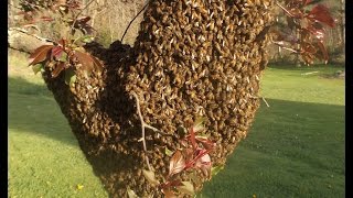 How to Capture a Bee Swarm in 27 seconds [upl. by Ocsecnarf677]