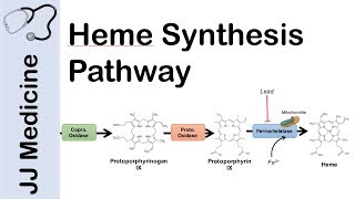 Heme Synthesis Pathway [upl. by Gauntlett379]