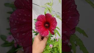 Hibiscus cannabinusGonguraKenaf Green shorts shortsfeed viral [upl. by Botzow693]