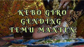 KEBO GIRO GENDING TEMU MANTEN [upl. by Tia]