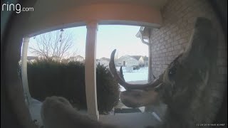 WATCH  Curious deer caught on camera ringing familys doorbell [upl. by Ecidnacal]