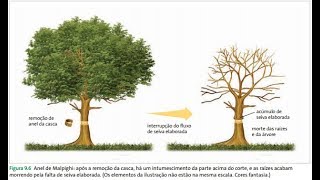 Aula fisiologia vegetal ANEL DE MALPIGHI [upl. by Dnaleel]