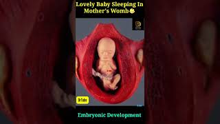 23 Week 3 Days Old Cute Child Doing healthy Growth In Mothers Womb month by month 👶 ❤ [upl. by Ajani]