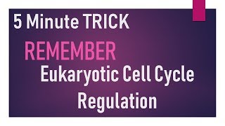 Eukaryotic Cell cycle regulation in 5 minutes II CSIR NET II SET II GATE [upl. by Ecnal959]