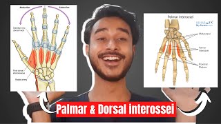 Muscles of the Hand  Origin Insertion Nerve Supply  Anatomy Tutorial [upl. by Leitman]