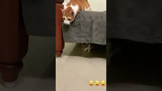 ஒரு அனாசின்நோவாஜின் 🤣🤣 cats viral vadivelucomedytamil youtubeshorts trending pets [upl. by Ainek]