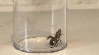 Jumping spider vs earwig [upl. by Yorled]