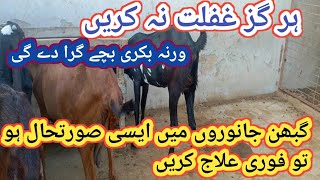 470 Symptoms of Abortion in GoatsGhaban Bakri k masael or Hal [upl. by Marder614]