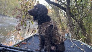 BOYKIN SPANIEL  Should You Get One [upl. by Kantor]