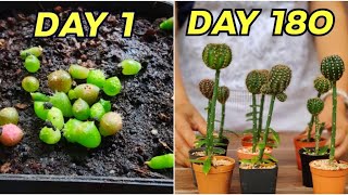 Amazing Growing Grafting Cactus Seedlings By Pereskiopsis StepByStep Its so easy [upl. by Steele]