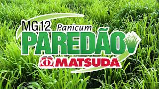 Panicum maximum MG12 Paredão [upl. by Dill]