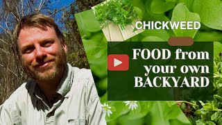 Chickweed Food from Your Own Backyard foraging naturalfood chickweed [upl. by Iridis]