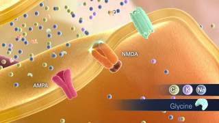 Glutamate Animation Scene02 NMDA Activation 072312 [upl. by Nyrmak]